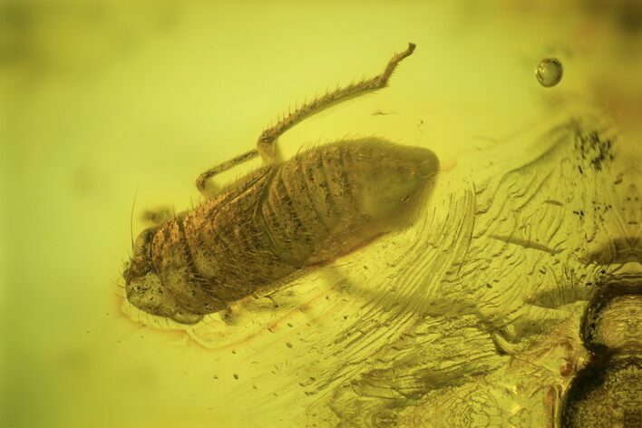 Detailed Fossil Cicada Larva (Auchenorrhyncha) In Baltic Amber #234481